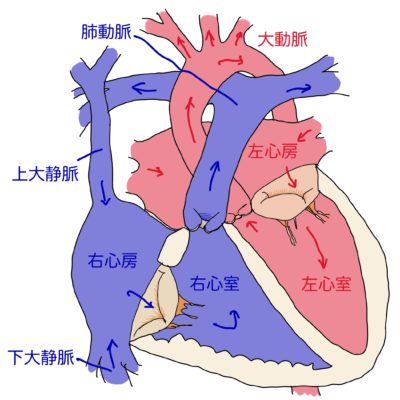 ２心房、２心室の心臓図。